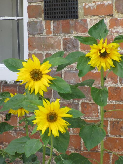 #Cottage #Garden #Sunflowers #Summer Garden Sunflowers, Sunflower Cottage, Sunflower Photography, Nature Plants, Country Farm, Jane Austen, Country Living, Cottage Garden, Natural World