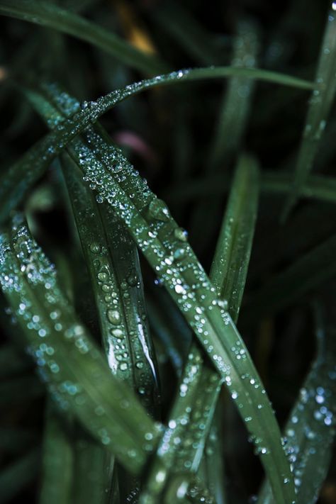 Grass Close Up, Nature Close Up Photographs, Gymnasium Design, Close Up Nature, Grass Texture, Natural Photo, Green Leaf Background, Grass Background, Photo Texture