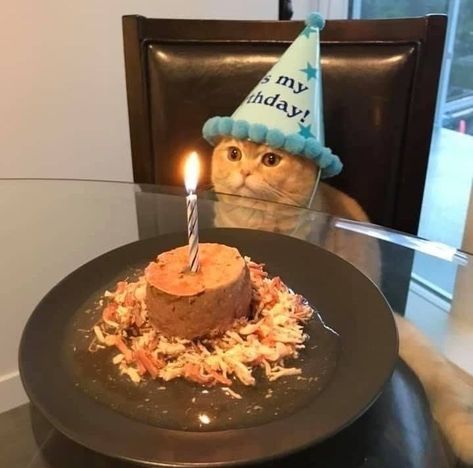 Cool Cats Celebrating Their Birthdays - I Can Has Cheezburger? Birthday Spotify Playlist Covers, Birthday Spotify Cover, Birthday Playlist Cover, Connor Cobalt, Cat Celebrating, Birthday Cake For Cat, Koci Humor, Cat Birthday, Animal Birthday