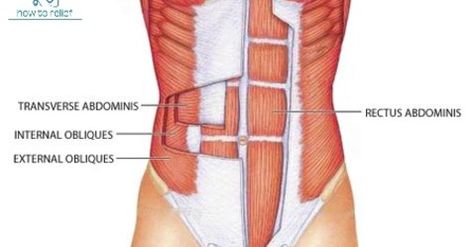 Cable Ab Exercises, External Oblique, Exercises For Core, Abdominal Cavity, Oblique Muscles, Oblique Exercises, Cable Abs, Transverse Abdominis, Rectus Abdominis Muscle