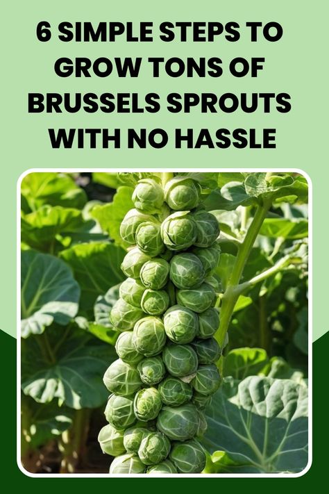 Discover the secrets of growing flavorful Brussels sprouts with our comprehensive guide on how to grow Brussels sprouts successfully. Find step-by-step instructions and helpful tips on planting, watering, fertilizing, and caring for your Brussels sprouts plants. Learn about the best growing conditions, common pests and diseases to watch out for, and when to harvest your delicious home-grown Brussels sprouts. How To Plant Brussel Sprouts, How To Preserve Brussel Sprouts, Growing Broccolini Plants, When To Harvest Brussel Sprouts, Growing Brussel Sprouts From Seed, How To Grow Brussel Sprouts Plants, How To Cook Brussels Sprouts, How To Grow Brussel Sprouts, Planting Brussel Sprouts