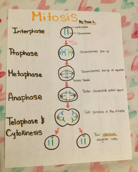 Steps to Mitosis!! Clean and Easy! Do it yourself! Biology Revision Gcse Mitosis, Biology Notes Mitosis, Mitosis And Meiosis Notes, Mitosis Poster, Mitosis Drawing, Mitosis Notes, Mitosis Diagram, Biology Mitosis, Zoology Notes