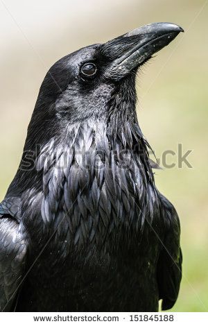 Raven Stock Photos, Images, & Pictures | Shutterstock Crow Pictures, Raven Pictures, Rabe Tattoo, Common Raven, Arte Monster High, Raven Bird, Crow Tattoo, Crow Art, Jasper National Park