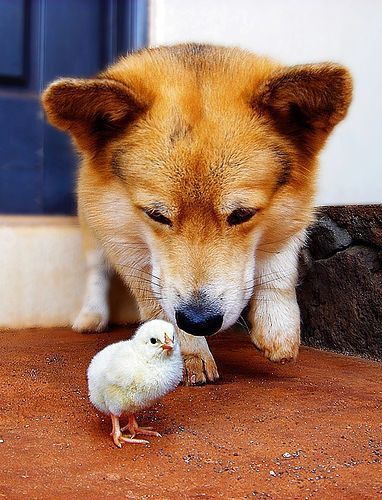 Corgi Planter, Corgi Pictures, Corgi Pembroke, Fluffy Puppies, Corgi Butts, Baby Chick, Corgi Puppy, Pembroke Welsh Corgi, Corgi Dog