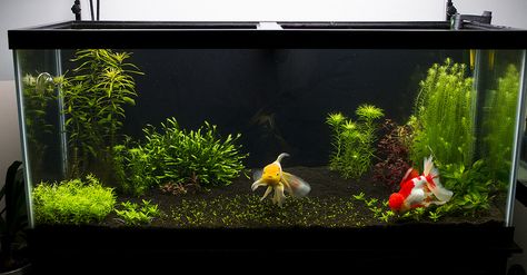 75 Gallon Planted Oranda Tank - The Planted Tank Forum Planted Goldfish Tank, 75 Gallon Aquarium Ideas, Oranda Goldfish Tank, Goldfish Tank Setup, Goldfish Tank Ideas, 75 Gallon Aquarium, Oranda Goldfish, Goldfish Aquarium, Pond Animals