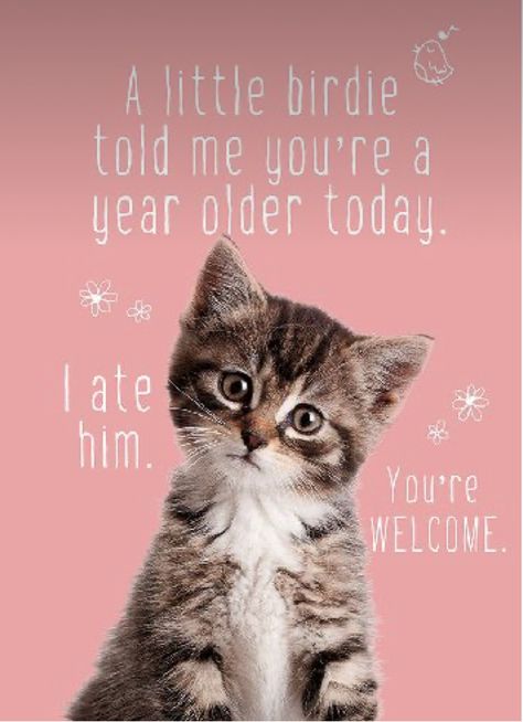 Funny Birthday Pictures, Birdie Birthday, Birthday Kitty, Funny Birthday Message, Happy Birthday Cat, Funny Happy Birthday Wishes, Birthday Greetings Funny, Birthday Cat, Birthday Greetings Friend