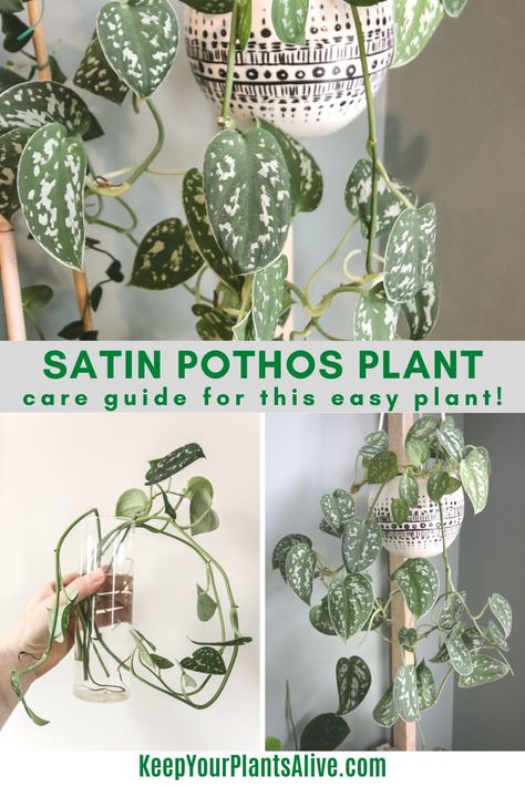 Satin Pothos Propagation, Indoor Pothos Plants, Satin Pothos Care, Satin Pothos Plant, Pathos Plant, Pothos Care, Pothos Plant Care, Satin Pothos, Houseplant Collection