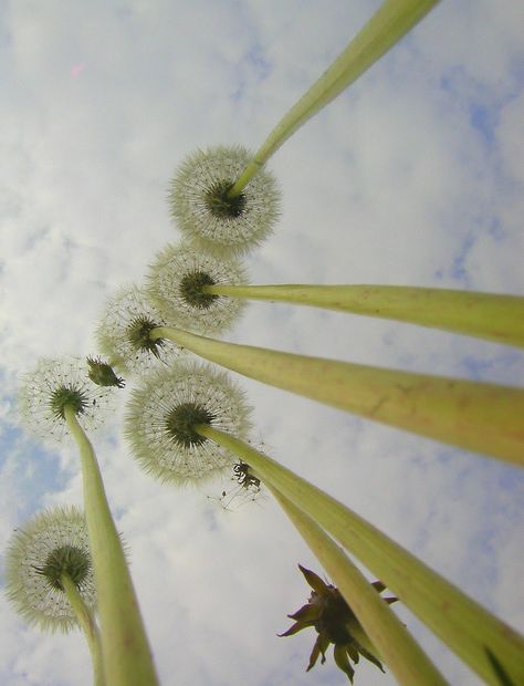 Macro Photography Everyday Objects, Insect View Perspective, Macro Fotografia, Worms Eye View, Perspective Photography, Foto Tips, Foto Art, Trik Fotografi, Interesting Photos