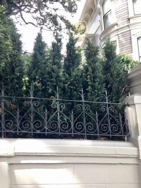 6 artificial Arborvitae trees as a privacy screen, san francisco Artificial Privacy Plants, Arbor Vitae Privacy, Faux Ivy Privacy Screen Fence Ideas, Artificial Hedges Privacy Screens, Artificial Trees Outdoor, Outdoor Plants Landscaping, Green Giant Privacy Fence, Evergreen Planters, Expandable Faux Ivy Privacy Fence