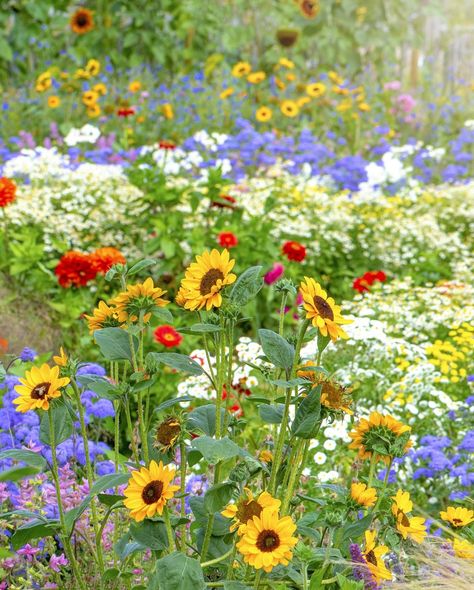 what is chaos gardening Garden With Sunflowers, Cottage Garden Plan, Cottage Garden Ideas, Cottage Summer, Garden Flowers Perennials, Diy Water Fountain, Evergreen Garden, Cottage Rose, Flower Cottage