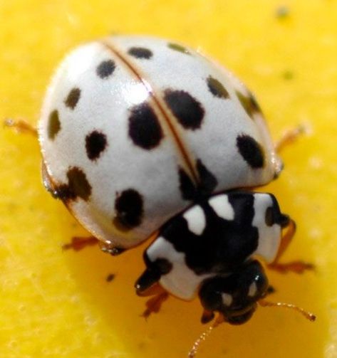 White Shell, Black Spots Ladybug/Ladybird White Ladybug, Black Ladybug, Lady Beetle, Frog Illustration, Ladybug Art, Beetle Insect, Cool Bugs, Lady Bugs, Beautiful Bugs