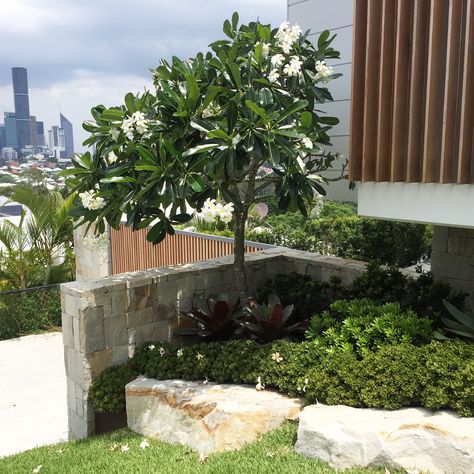 Frangipani broad leaf version  With mass under planting  River front at side boundary Frangipani Garden, California Garden Design, California Garden, Balcony Plants, Rock Garden Landscaping, Big Garden, Front Yard Garden, Garden Landscape Design, Garden Design Ideas