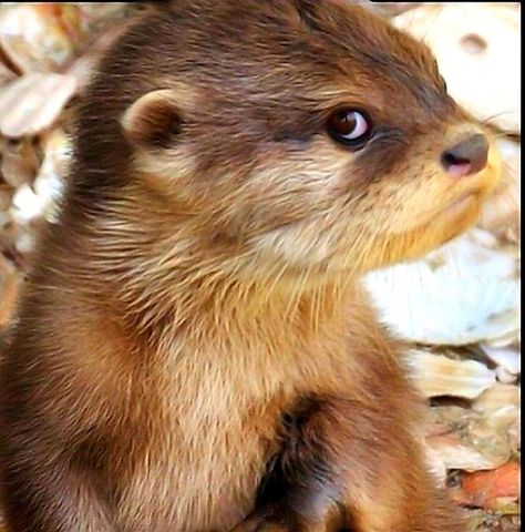 There's the 'villain' look😊 Otters Cute, Otter Love, Baby Otters, Super Cute Animals, Jolie Photo, Sweet Animals, Funny Animal Pictures, Animal Planet, An Animal