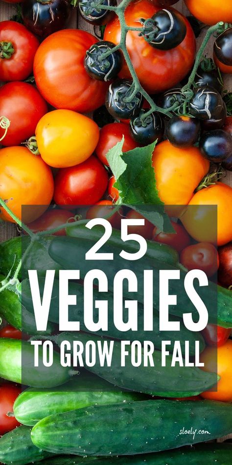 Fast growing vegetables you can plant now as seeds in pots for a fall harvest. These easy to grow vegetables are perfect for beginners to grow in containers if you don't have raised beds. #growingvegetables #fastgrowingvegetables #growingvegetablesinpots #growingvegetablesincontainers #fallharvest #fallvegetables Growing Vegetables At Home, Fast Growing Vegetables, Growing Vegetables In Pots, Fall Veggies, Vegetable Garden Tips, Easy Vegetables To Grow, Grow Vegetables, Fall Vegetables, Backyard Vegetable Gardens