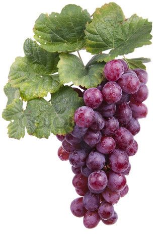 Grape vine Grapes And Cheese, Fruit Art Drawings, Ice Cream Photography, Pencil Inspiration, Wine Grape, Glowing Flowers, Cake Logo Design, Fruits Photos, Fruit Photography