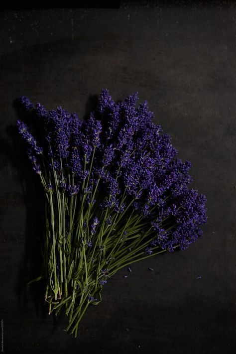 Lavender bouquet by Orsolya Bán for Stocksy United Dark Lavender Aesthetic, Beauty Post Ideas, Lavender Crafts, Lavender Herb, Fairy Wallpaper, Dark Lavender, Lavender Bouquet, Lavender Aesthetic, Lavender Plant