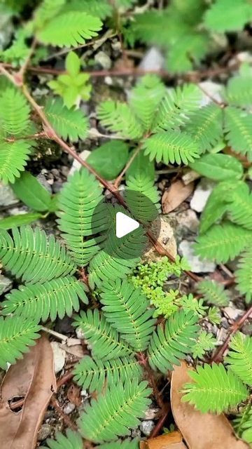 Aset on Instagram: "Mimosa pudica, often recognized for its intriguing touch-sensitive leaves, offers much more than just a botanical curiosity. Traditionally used in Ayurvedic and folk medicine, this remarkable plant is believed to support men’s health in several ways. From boosting reproductive health and improving sperm quality to its potential role in enhancing libido and managing prostate health, Mimosa pudica is a natural ally for men. Its anti-inflammatory properties further aid in muscle recovery and joint health, while its adaptogenic effects help combat stress, a key factor in maintaining overall well-being. Whether used to support urinary health or as a natural remedy for digestive issues, Mimosa pudica continues to be a powerful plant with a wide array of benefits.  #MimosaPudi Mimosa Pudica Benefits, Libido Boost For Men, Ayurvedic Plants, Mimosa Pudica, Sperm Health, Prostate Health Men, Libido Boost, Folk Medicine, Urinary Health