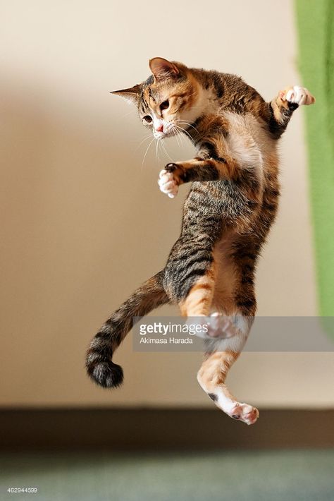 Jumping Cat, Koci Humor, Cats Videos, Dancing Cat, Domestic Cat, Cats Meow, Cute Kittens, Maine Coon, Beautiful Cats