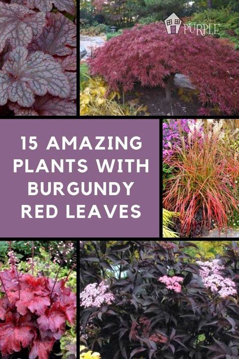 25 Amazing Plants with Burgundy Red Leaves. Learn to use plants & shrubs with burgundy leaves and foliage for a unique deep red landscape that stands out from the rest. #BurgundyPlants #RedPlants #Landscaping Red Leaf Plant, Purple Shrubs, Red Shrubs, Red Perennials, Amazing Plants, Purple Door, Red Plants, Purple Plants, Perennial Shrubs