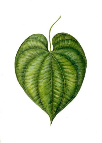 Heart shaped leaf | Mindy Lighthipe | Flickr Plant Leaves Drawing, Heart Shaped Leaf, Watercolor Leaf, Pencil Drawings For Beginners, Buddha Artwork, Heart Leaf, Water Color Pencil, Leaves Illustration, Leaf Illustration