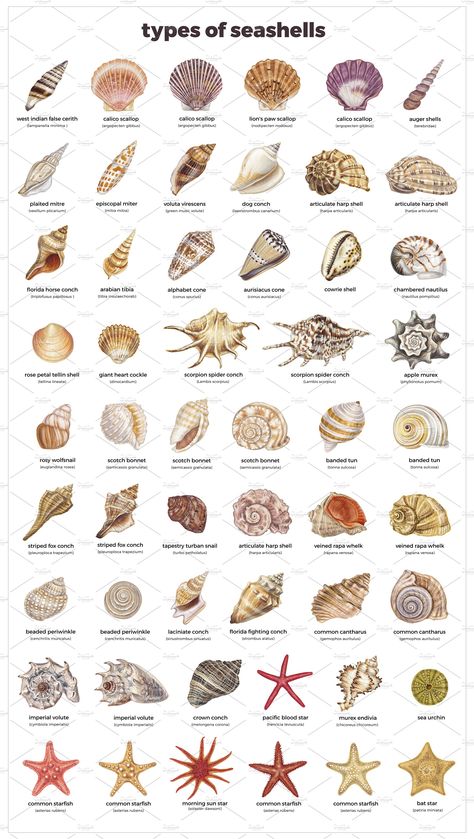 Diys Using Sea Shells, Types Of Sea Animals, Different Types Of Shells, Sea Shells Pictures, Pictures Of Seashells, What To Do With Sea Shells Diy, Seashell Crafts Aesthetic, Beachy Things To Make, Art With Shells Seashells