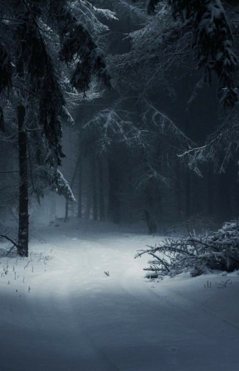 Dark Forest Aesthetic, Snow Forest, Fotografi Kota, Snowy Forest, Night Forest, Winter Wood, Dark Winter, Winter Scenery, Winter Forest