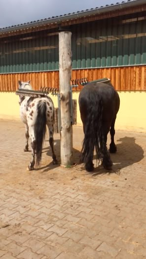 Thursday Video: You Scratch Your Back, I’ll Scratch Mine | HORSE NATION Livestock Scratching Post, Diy Cow Scratching Post, Scratching Post For Horses, Horse Scratching Post Diy, Horse Scratching Post, Toys For Horses, Paddock Trail, Scratch My Back, Horse Paddock