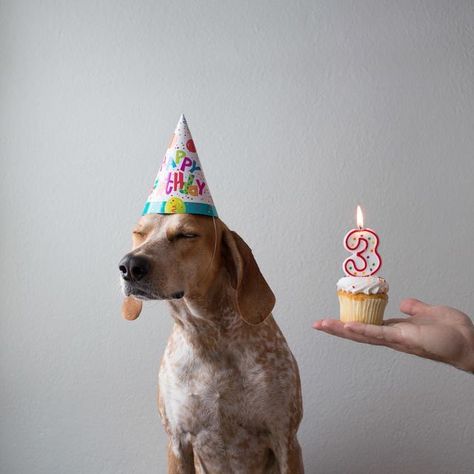 Dog Birthday Photoshoot, Dog Birthday Pictures, Dog Photoshoot, Puppy Birthday, Dog Birthday Party, Dog Party, Puppy Party, Dog Birthday, Dog Photography