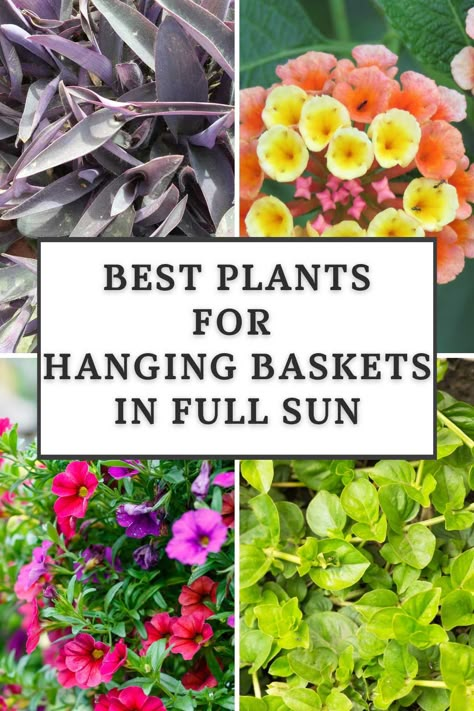 Hanging Basket Ideas, Gemüseanbau In Kübeln, Basket Garden, Hanging Plants Outdoor, Gardening Planting, Tanaman Pot, Full Sun Plants, Plants For Hanging Baskets, Flower Baskets