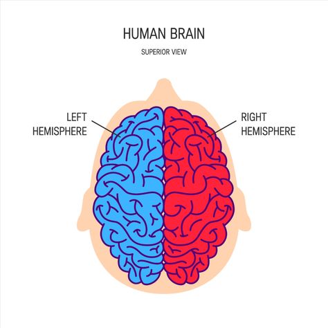 The left hemisphere controls the right-hand side of the body and receives information from the right visual field, controlling speech, language, and recognition of words, letters, and numbers. The right hemisphere controls the left-hand side of the body and receives information from the left visual field controlling creativity, context, and recognition of faces, places, and objects. Left Vs Right Brain, Left Brain Vs Right Brain, Analytical Thinking, Corpus Callosum, Left Brain, Brain Structure, Information Processing, Right Brain, Human Brain