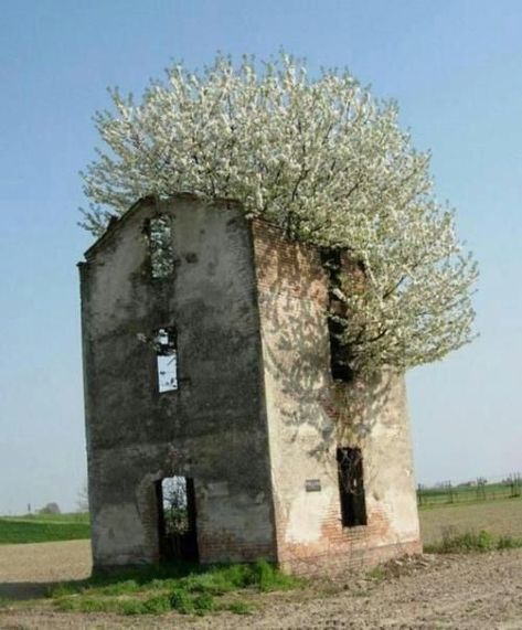 Tree growing inside an old ruin- nature will have it's way! Matka Natura, Urban Exploring, Abandoned Mansions, Old Barns, Old Building, Abandoned Buildings, Old Buildings, Abandoned Houses, Abandoned Places