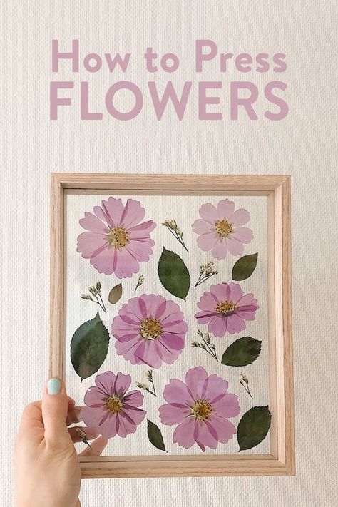 Easy DIY Pressed Flowers Diy Pressed Flowers, Pressed Roses, Dried Flowers Crafts, Pressed Flowers Diy, Pressed Flowers Frame, Press Flowers, Photo Frame Shop, Simple Family Meals, Dried Flowers Diy