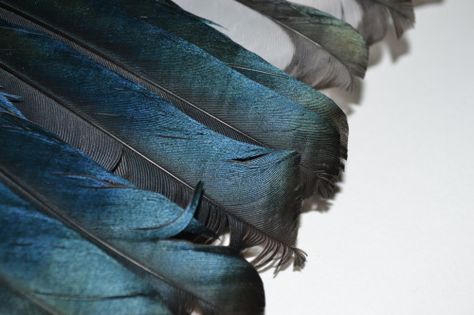 magpie wing Magpie Symbolism, Magpie Wings, Magpie Aesthetic, Animal References, Blue Flame, Black Wings, Blue Flames, Magpie, Dnd Characters