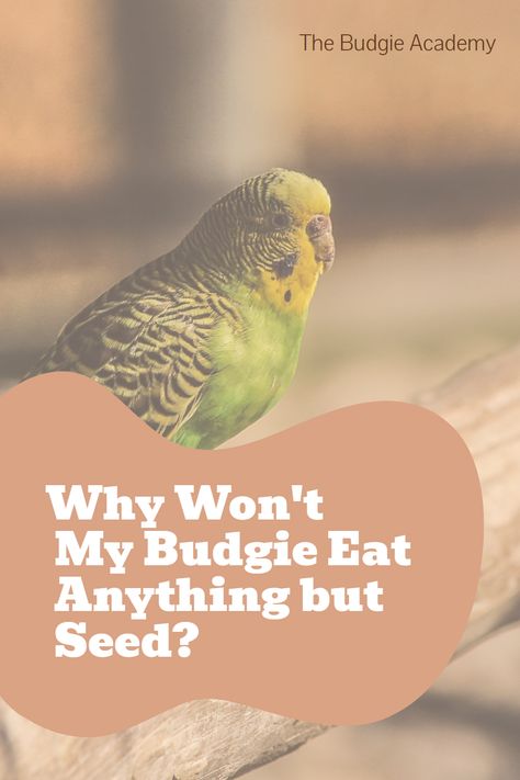 Is your budgie a picky eater? As it turns out, this behavior is rooted in evolution and biology. Understanding why your bird avoids certain foods is the first step in making the switch to a healthier diet. Budgie Food, Parakeet Care, Parakeet Food, Budgies Bird, Budgie Parakeet, Picky Eating, Soft Food, Natural Diet, Proper Diet