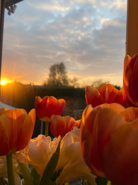 Asthetic Picture Tulips, Tulips Orange Aesthetic, Spring Orange Aesthetic, Flowers And Sunset Aesthetic, Flowers Orange Aesthetic, Spring Aesthetic Orange, Tulips Sunset Aesthetic, Orange Tulips Aesthetic Wallpaper, Tulips With Sunset