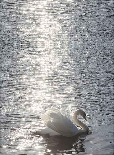 Swan / Swans - white-on-white  -  IMG_7933-v-900 Beautiful Swan, White Swan, Swan Lake, Nature Aesthetic, Fotografi Potret, Swans, White Aesthetic, Grimm, Aesthetic Photo