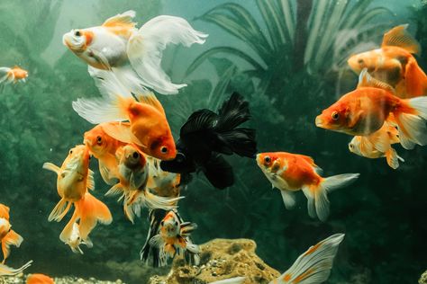 Types of Goldfish: Top 35 Goldfish Species For Your Aquarium Goldfish Species, Types Of Goldfish, Lionhead Goldfish, Bubble Eye Goldfish, Shubunkin Goldfish, Goldfish Breeding, Common Goldfish, Comet Goldfish, Goldfish Types