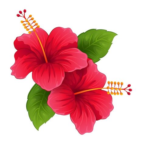 Hibiscus Flower Fabric Painting, Hibiscus Flower Vector, Hibiscus Flowers Painting, Tropical Flower Illustration, Natural Flowers Images, Habisquis Flower, Red Flower Drawing, Hibiscus Vector, Hibiscus Flower Clipart