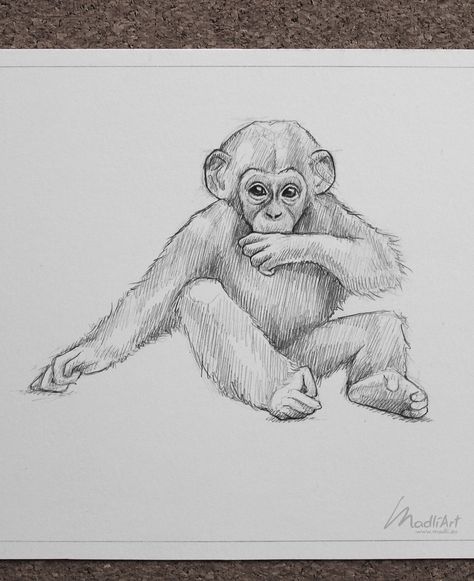 My Sketchbook Art Portfolio I Endangered Vulnerable Threatened Species Animals I Art Ideas Sketches I Pencil Drawings I Chimp Chimpanzee Ape Monkey Baby Wildlife Artwork I instagram @madliart www.madli.eu Endangered Animals Drawing, Sketchbook Ideas Animals, Monkey Drawing Realistic, Pencil Drawings Of Animals Wildlife, How To Draw Monkey, Chimpanzee Sketch, How To Draw A Monkey, Pencil Drawing Of Animals, Monkey Pencil Drawing