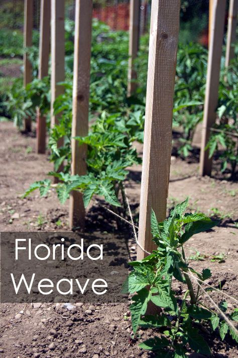 Florida weave for supporting tomatoes - genius! Karen has written a great article for tomato newbies, about removing suckers, pruning leaves, & tying up tomatoes. Florida Weave, Tomato Suckers, Pruning Tomato Plants, Tomato Support, Tomato Pruning, Tips For Growing Tomatoes, Tomato Trellis, Growing Tomato Plants, Tomato Farming