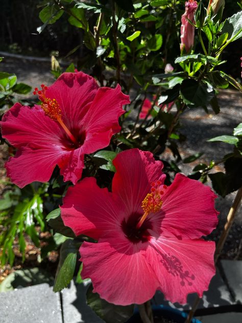 Huge pink hibiscus blooms grown in Florida. Hibiscus Flower Reference, Chinese Hibiscus Flower, Hibsuci Flower, Hybiscis Flower, Floral Landscaping, Aesthetic Hibiscus, Pink Hibiscus Flower, Flower Hibiscus, Pink Hibiscus