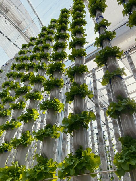 Is a Vertical Farming Business Profitable? | Eden Green Technology Vertical Greenhouse, Grow Tower, Traditional Greenhouses, Types Of Renewable Energy, Eden Green, Farming Technology, Cost Of Goods Sold, Farming System, Farming Business