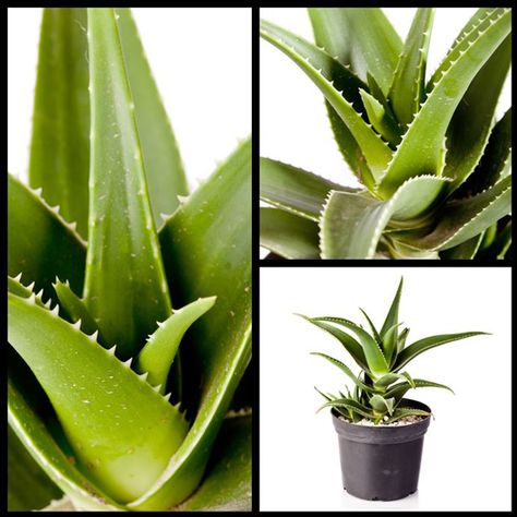 How to Best Prepare and Eat Aloe Vera Growing Aloe Vera, Aloe Vera Care, Snake Plant Care, Plant Care Instructions, Edible Wild Plants, Aloe Vera Plant, Aloe Plant, Herbal Healing, Healing Food