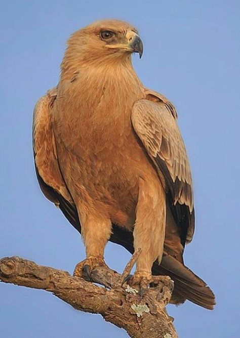 Tawny Eagle, Raptors Bird, Eagle Art, Wild Nature, Birds Of Prey, Birdy, Bald Eagle, Eagles, Art Studio