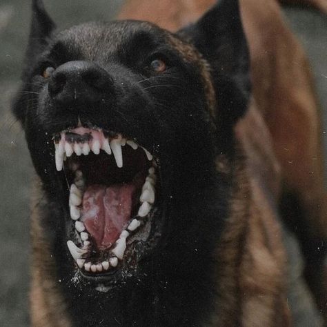 Dog Growling, Belgian Malinois Dog, Angry Dog, Malinois Dog, Scary Dogs, Huge Dogs, Pretty Dogs, Dog Biting, Belgian Malinois