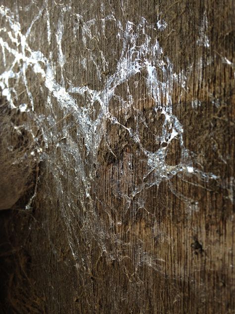 dull, dreary and dusty wall with a silky and shiny snail trail pattern on it Snail Trail, Texture, Wall, Pattern