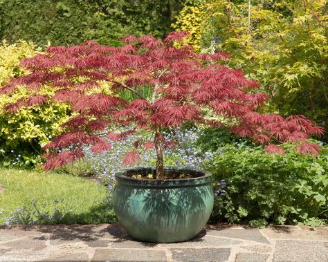 10 best trees to grow in pots — for patios and porches | Real Homes Pots For Outdoor Plants, Tall Trees In Pots, Maple Tree In Pot, Japanese Maple Tree In Container Pots, Large Potted Trees Outdoor, Small Trees In Pots Patio, Outdoor Potted Trees Patio, Small Tree In Pot, Trees For Pots Outdoors