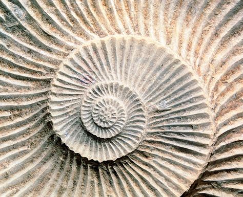 Fossil Prints, Spirals In Nature, Fossil Art, Ammonite Shell, Shell Artwork, Geometry In Nature, Geometric Nature, Spiral Shell, Fibonacci Spiral