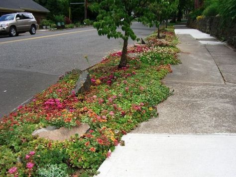 Curbside Landscaping, Boulevard Garden, Grass Parking, Mulch Landscaping Ideas, Strip Garden, Sidewalk Ideas, Sidewalk Landscaping, Landscaping Layout, Mulch Landscaping