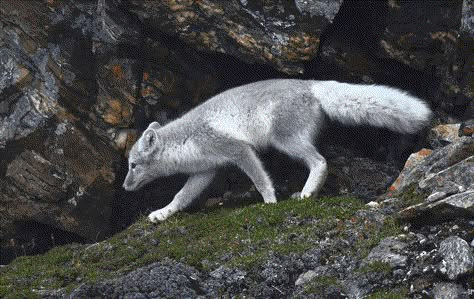 Arctic Fox Aesthetic Animal, Grey Fox Animal, Grey Fox Aesthetic, Fox Pups, Cut Animals, Fox Nursery, Fox Pictures, Grey Fox, Arctic Fox